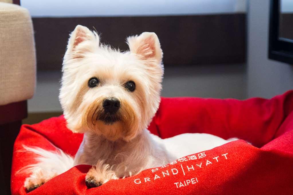 Grand Hyatt Taipei Hotel Стая снимка A Westie